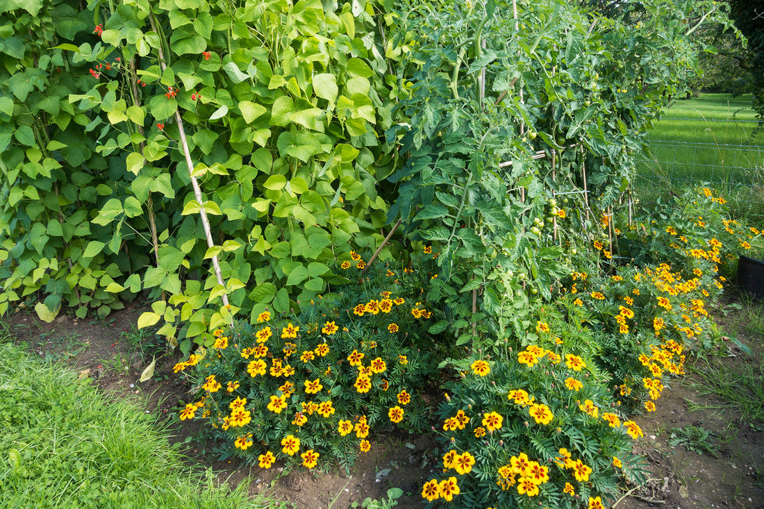 How happy is your garden? Let's talk companion planting.